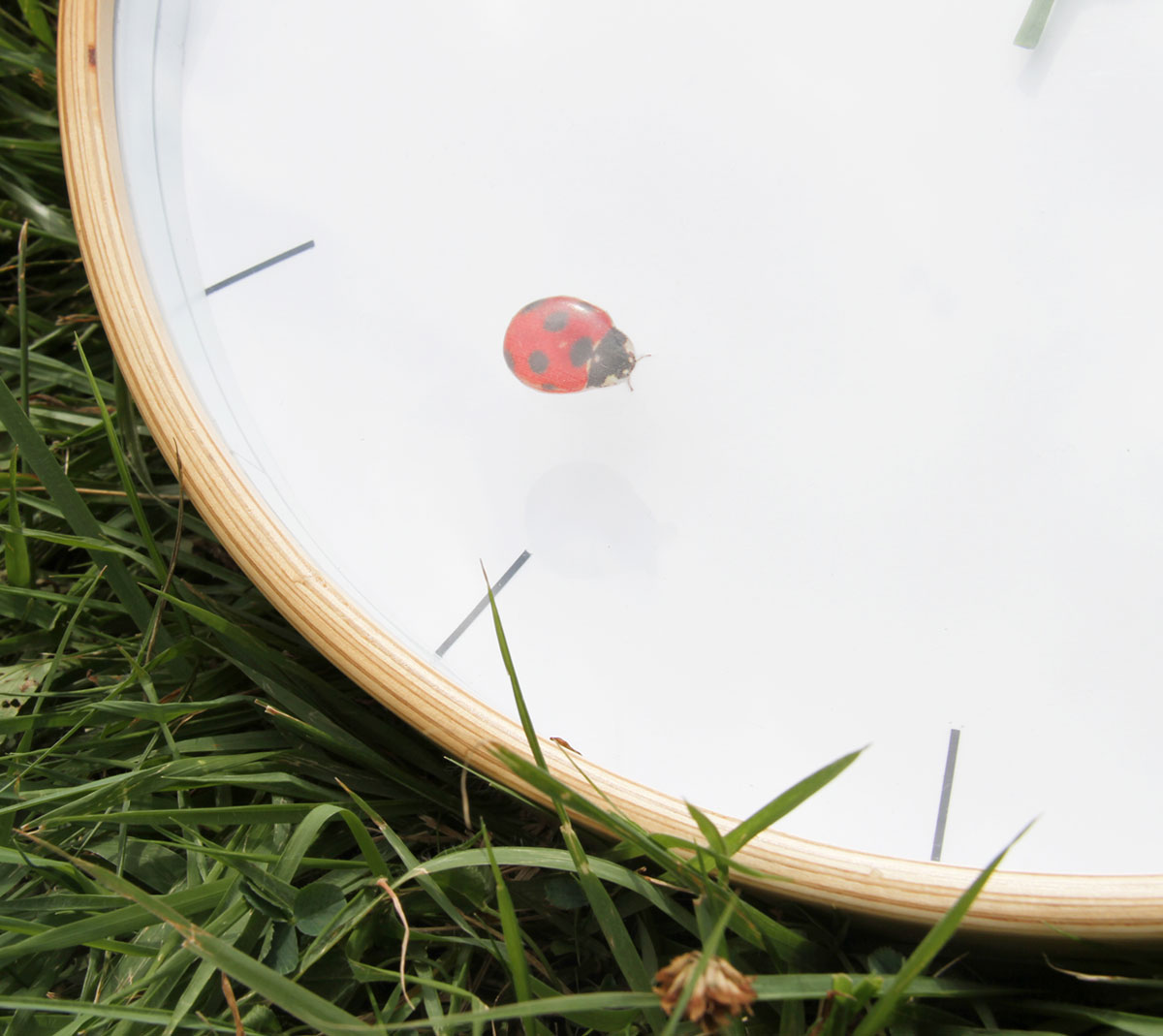 Perch clock 2 m